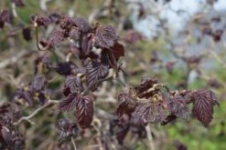 Corylus Avellana ‘Red Majestic’® -Tree Furnish Store 11596 1 1 1024x684 1