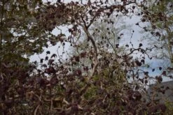 Corylus Avellana ‘Red Majestic’® -Tree Furnish Store 11596 2 1 1024x684 1