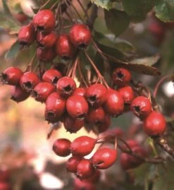 Crataegus Pinnatifida Var. Major ‘Big Golden Star’ -Tree Furnish Store 11602