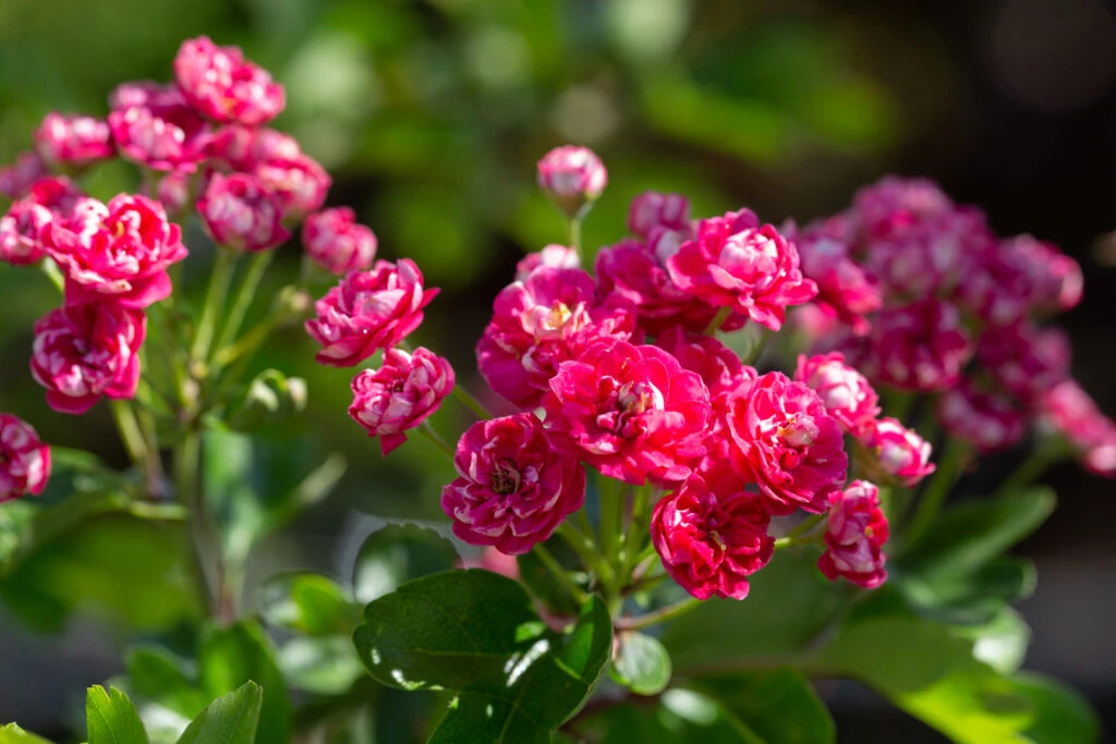 Crataegus X Media ‘Pauls Scarlet’ 4 Crataegus X Media ‘Pauls Scarlet’ - Image 2