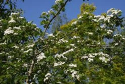 Crataegus X Media ‘Plena’ 7 Crataegus X Media ‘Plena’ -Tree Furnish Store 11609 1 1 1024x683 1