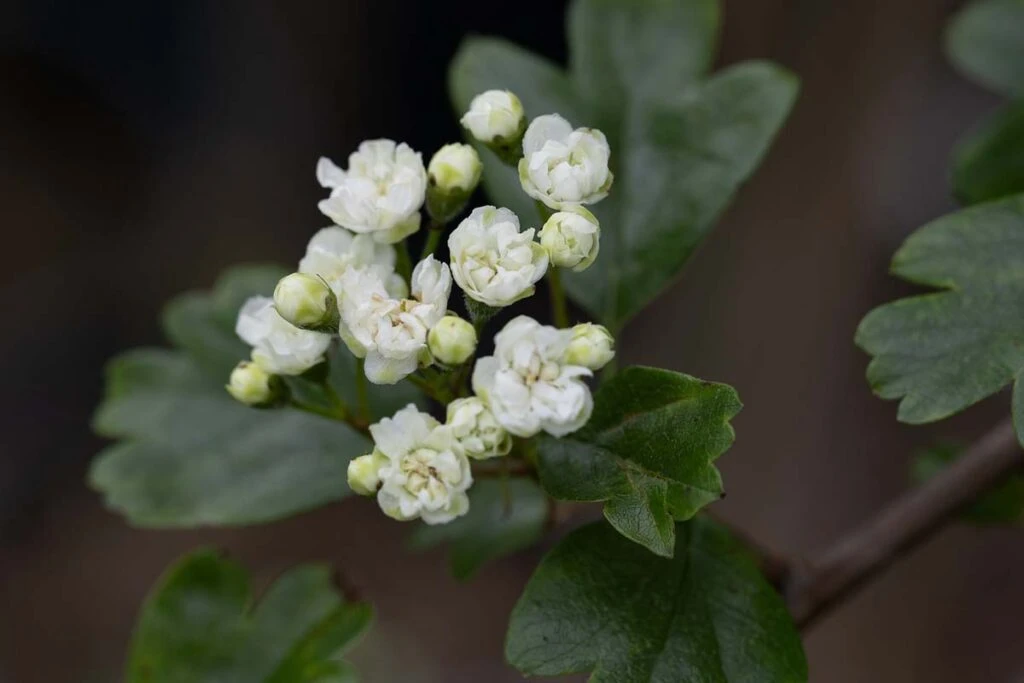 Crataegus X Media ‘Plena’ 4 Crataegus X Media ‘Plena’ - Image 2