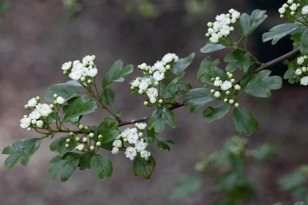 Crataegus X Media ‘Plena’ 3 Crataegus X Media ‘Plena’