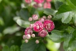 Crataegus X Media ‘Punicea Flore Pleno’ 5 Crataegus X Media ‘Punicea Flore Pleno’ -Tree Furnish Store 11611 15039 d8c5 1024x683 1