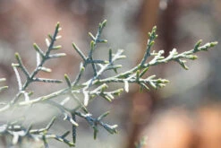 Cupressus Arizonica Var. Glabra ‘Blue Ice’ 5 Cupressus Arizonica Var. Glabra ‘Blue Ice’ -Tree Furnish Store 11614 13435 6a05 1024x683 1