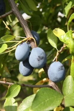 Merryweather 6 Merryweather -Tree Furnish Store 11619 1 1 683x1024 1