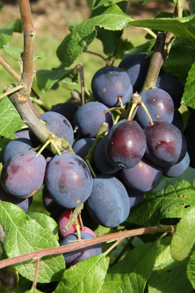 Merryweather 5 Merryweather - Image 3