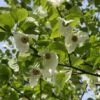Davidia Involucrata 2 Davidia Involucrata -Tree Furnish Store 11622
