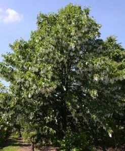 Davidia Involucrata -Tree Furnish Store 11622 1 1