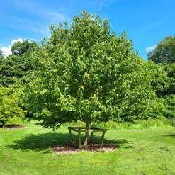 Davidia Involucrata -Tree Furnish Store 11622 14764 81aa 1024x1024 1