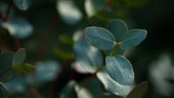 Eucalyptus Gunnii 5 Eucalyptus Gunnii -Tree Furnish Store 11625 1024x576 1