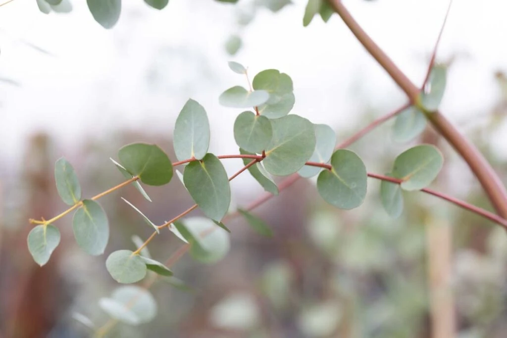 Eucalyptus Gunnii 3 Eucalyptus Gunnii