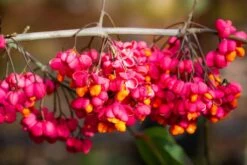 Euonymus Europaeus ‘Red Cascade’ 5 Euonymus Europaeus ‘Red Cascade’ -Tree Furnish Store 11638 13359 9c0e 1024x683 1