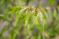 Fagus Sylvatica Var. Heterophylla ‘Asplenifolia’ 6 Fagus Sylvatica Var. Heterophylla ‘Asplenifolia’ -Tree Furnish Store 11641 15041 b140 1024x683 1