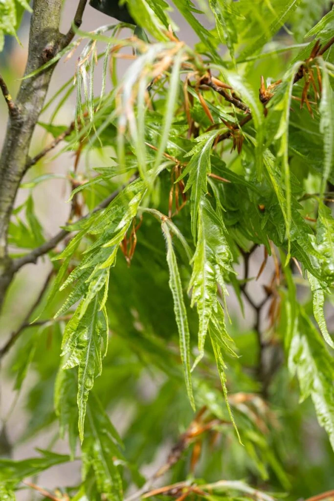 Fagus Sylvatica Var. Heterophylla ‘Asplenifolia’ 3 Fagus Sylvatica Var. Heterophylla ‘Asplenifolia’