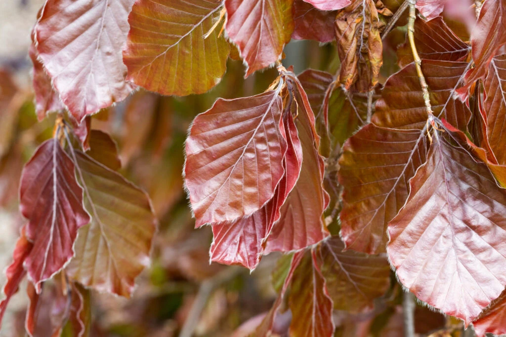 Fagus Sylvatica ‘Black Swan’ 3 Fagus Sylvatica ‘Black Swan’