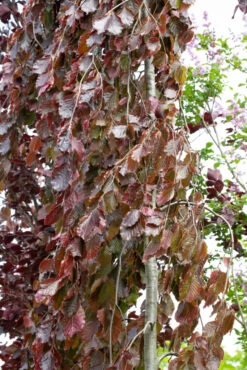 Fagus Sylvatica ‘Black Swan’ 8 Fagus Sylvatica ‘Black Swan’ -Tree Furnish Store 11642 13362 f450 683x1024 1