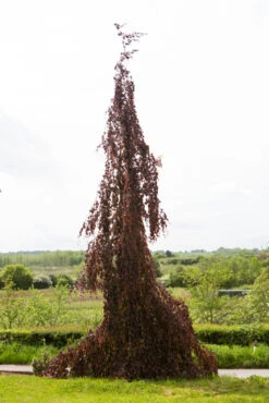Fagus Sylvatica ‘Black Swan’ 9 Fagus Sylvatica ‘Black Swan’ -Tree Furnish Store 11642 13363 a4e7 683x1024 1