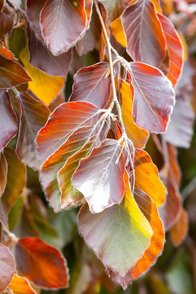 Fagus Sylvatica ‘Black Swan’ 4 Fagus Sylvatica ‘Black Swan’ - Image 2