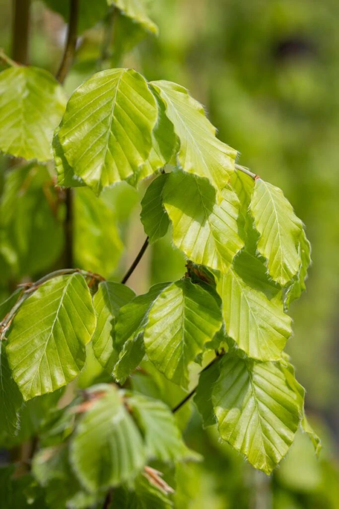 Fagus Sylvatica ‘Dawyck Gold’ 3 Fagus Sylvatica ‘Dawyck Gold’