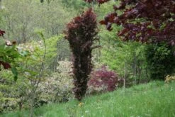 Fagus Sylvatica ‘Dawyck Purple’ -Tree Furnish Store 11646 1024x683 1