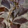 Fagus Sylvatica ‘Dawyck Purple’ -Tree Furnish Store 11646 15047 b7b3 683x1024 1