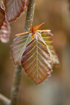 Fagus Sylvatica ‘Purple Fountain’ -Tree Furnish Store 11648 15050 7f42 683x1024 1