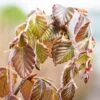 Fagus Sylvatica ‘Purple Fountain’ -Tree Furnish Store 11648 15051 2ed4 1024x683 1