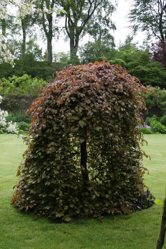 Fagus Sylvatica ‘Purpurea Pendula’ 5 Fagus Sylvatica ‘Purpurea Pendula’ - Image 3