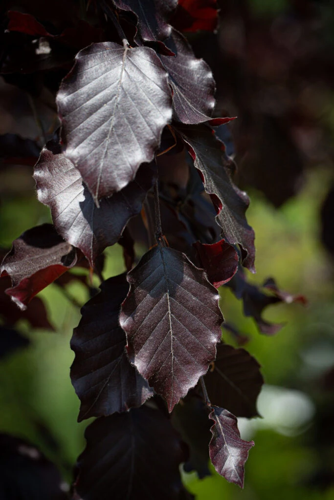 Fagus Sylvatica ‘Purpurea Pendula’ 3 Fagus Sylvatica ‘Purpurea Pendula’
