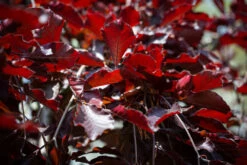 Fagus Sylvatica ‘Purpurea Pendula’ 6 Fagus Sylvatica ‘Purpurea Pendula’ -Tree Furnish Store 11649 13509 4fec 1024x683 1