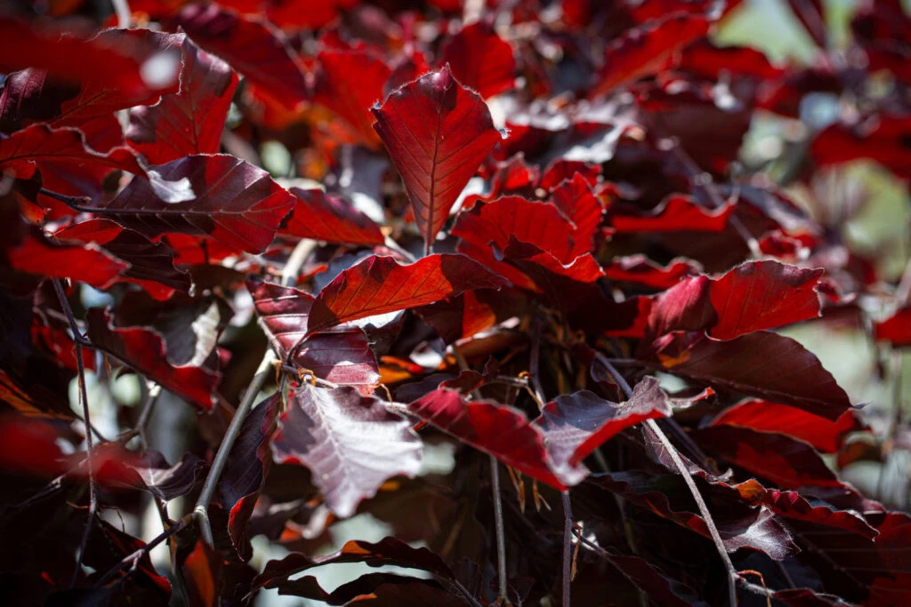 Fagus Sylvatica ‘Purpurea Pendula’ 4 Fagus Sylvatica ‘Purpurea Pendula’ - Image 2