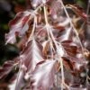 Fagus Sylvatica ‘Riversii’ 2 Fagus Sylvatica ‘Riversii’ -Tree Furnish Store 11651 15053 9a3c 683x1024 1
