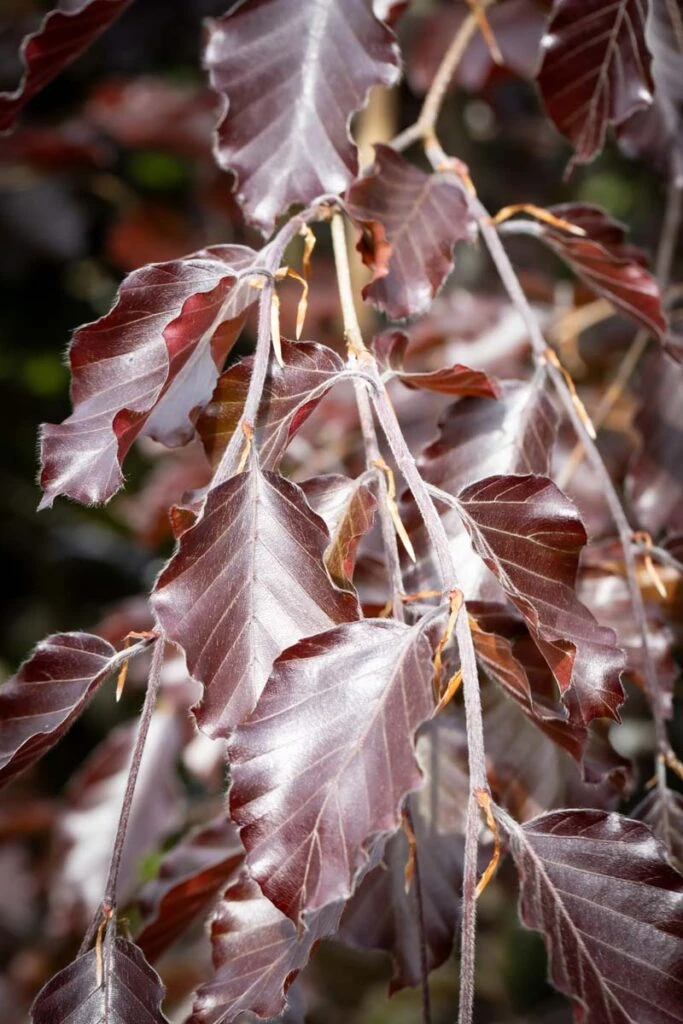 Fagus Sylvatica ‘Riversii’ 3 Fagus Sylvatica ‘Riversii’