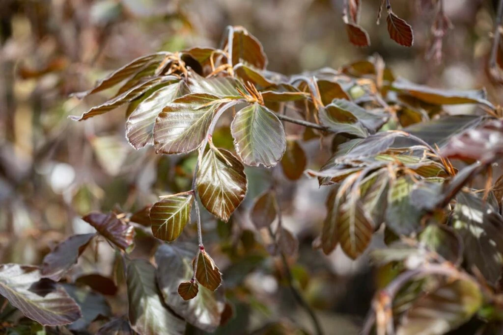 Fagus Sylvatica ‘Riversii’ 4 Fagus Sylvatica ‘Riversii’ - Image 2