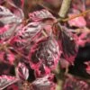 Fagus Sylvatica ‘Purpurea Tricolor’ -Tree Furnish Store 11653 1024x683 1