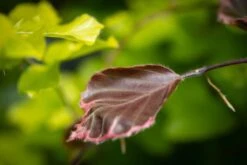 Fagus Sylvatica ‘Purpurea Tricolor’ -Tree Furnish Store 11653 15052 0bd2 1024x683 1