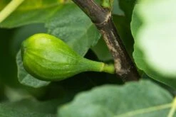 Brown Turkey -Tree Furnish Store 11665 15256 6b3a 1024x683 1