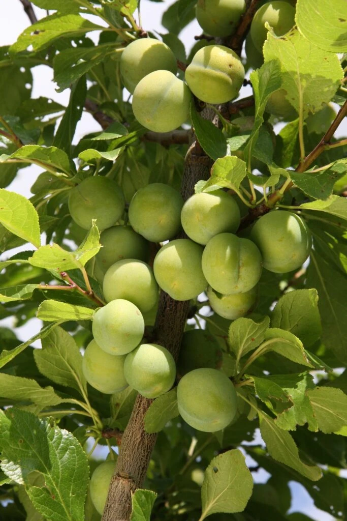 Old Greengage 4 Old Greengage - Image 2