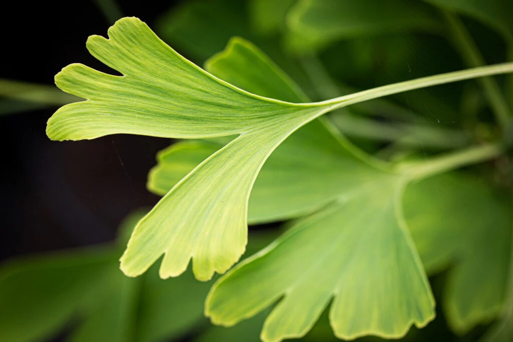 Ginkgo Biloba 3 Ginkgo Biloba