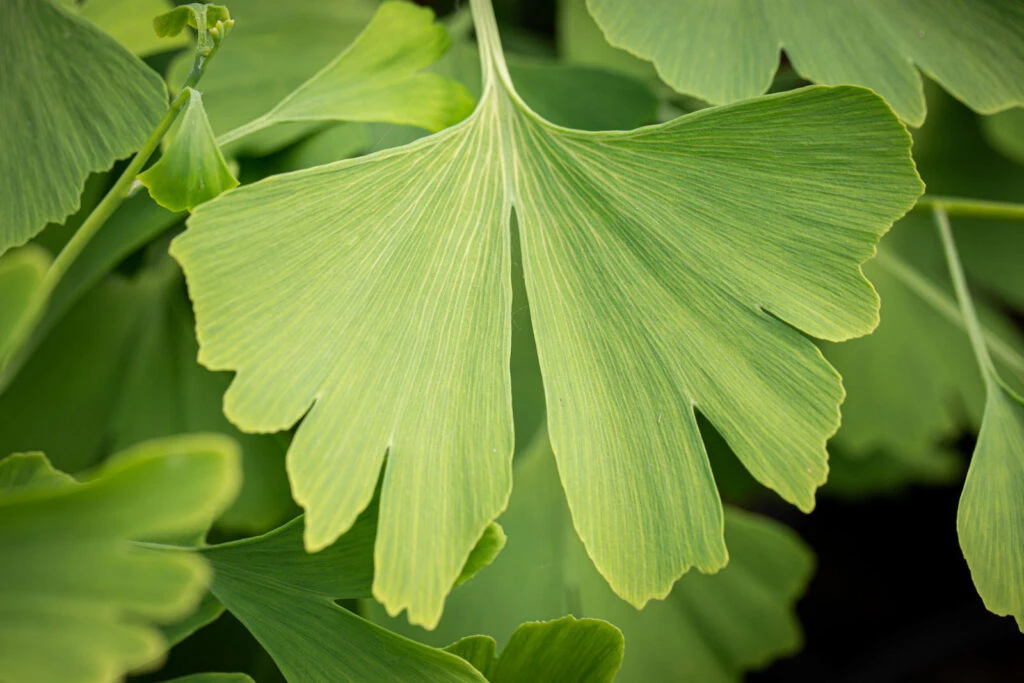 Ginkgo Biloba 4 Ginkgo Biloba - Image 2
