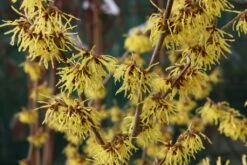 Hamamelis X Intermedia ‘Arnold Promise’ 7 Hamamelis X Intermedia ‘Arnold Promise’ -Tree Furnish Store 11704 1 1024x683 1
