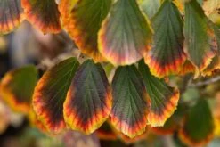 Hamamelis X Intermedia ‘Arnold Promise’ 6 Hamamelis X Intermedia ‘Arnold Promise’ -Tree Furnish Store 11704 15281 7054 1024x683 1