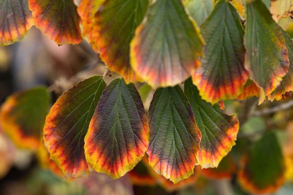 Hamamelis X Intermedia ‘Arnold Promise’ 4 Hamamelis X Intermedia ‘Arnold Promise’ - Image 2