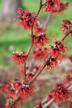 Hamamelis X Intermedia ‘Diane’ 7 Hamamelis X Intermedia ‘Diane’ -Tree Furnish Store 11705 1 683x1024 1