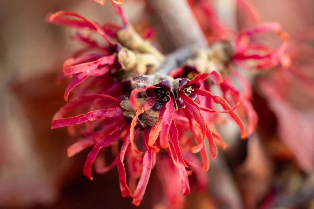 Hamamelis X Intermedia ‘Diane’ 3 Hamamelis X Intermedia ‘Diane’