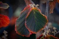 Hamamelis X Intermedia ‘Diane’ 6 Hamamelis X Intermedia ‘Diane’ -Tree Furnish Store 11705 14643 8992 1024x683 1