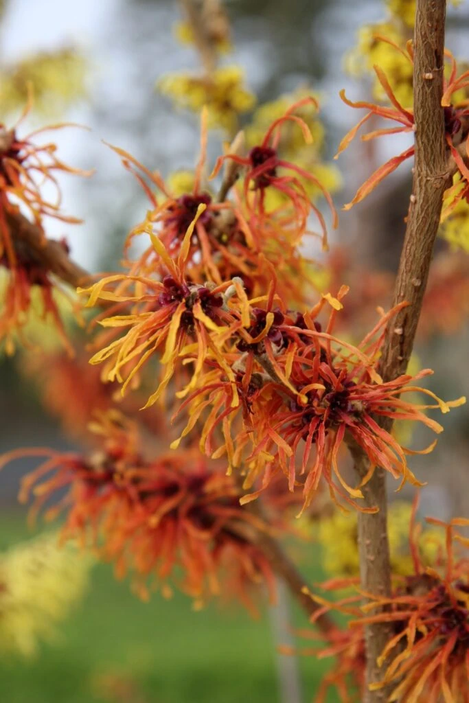 Hamamelis X Intermedia ‘Jelena’ 4 Hamamelis X Intermedia ‘Jelena’ - Image 2