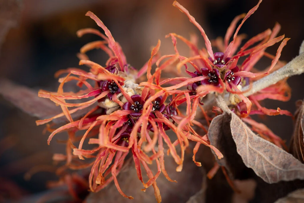 Hamamelis X Intermedia ‘Jelena’ 3 Hamamelis X Intermedia ‘Jelena’