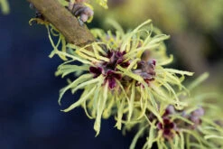Hamamelis X Intermedia ‘Pallida’